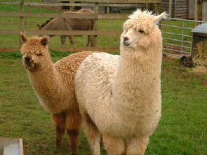 alpaca.jpg